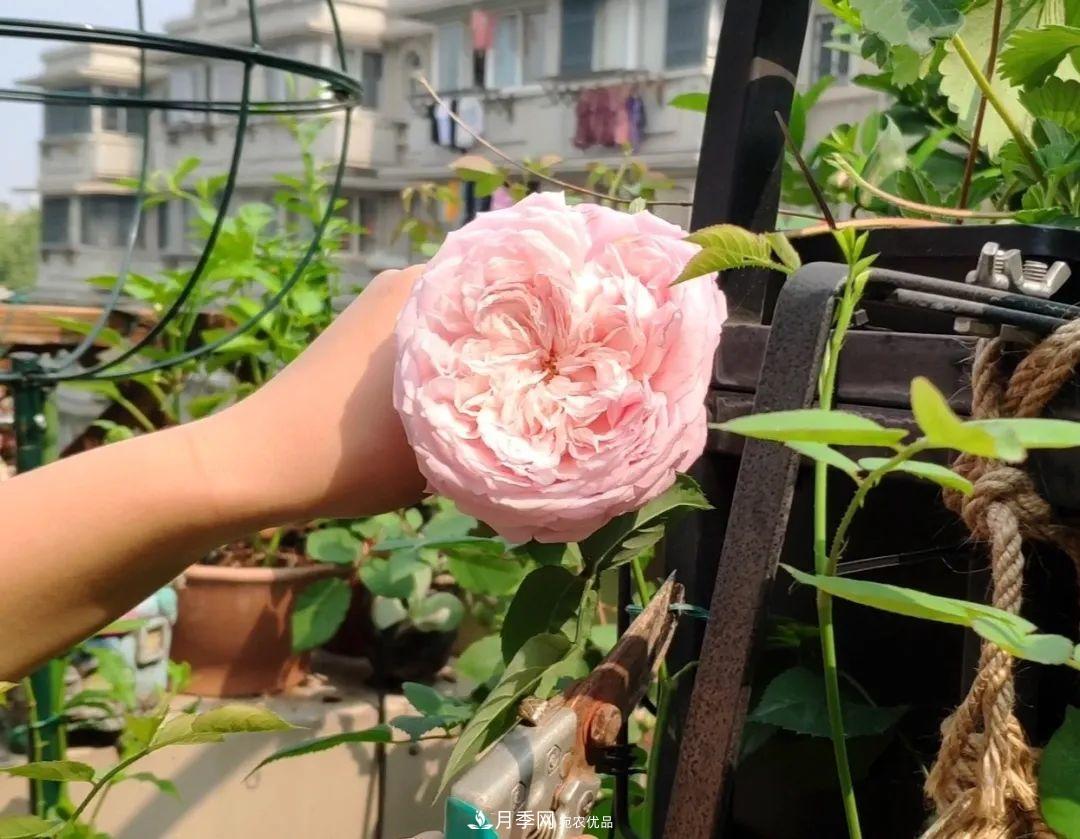 一花一木|做好这几点,你就是月季“大神”(图1) 一花一木|做好这几点,你就是月季“大神”(图1)