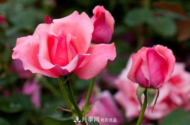 花中皇后月季花，这三大优点最受人欢迎(图1)