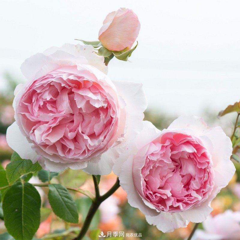 月季品种这么多，就属这7种香味最好闻(图5)