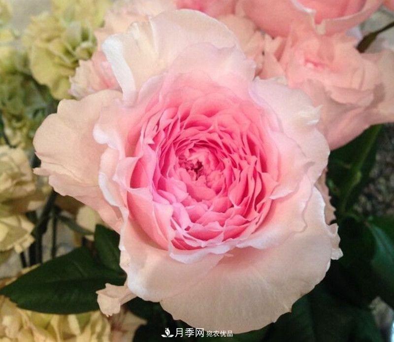 月季品种这么多，就属这7种香味最好闻(图2)