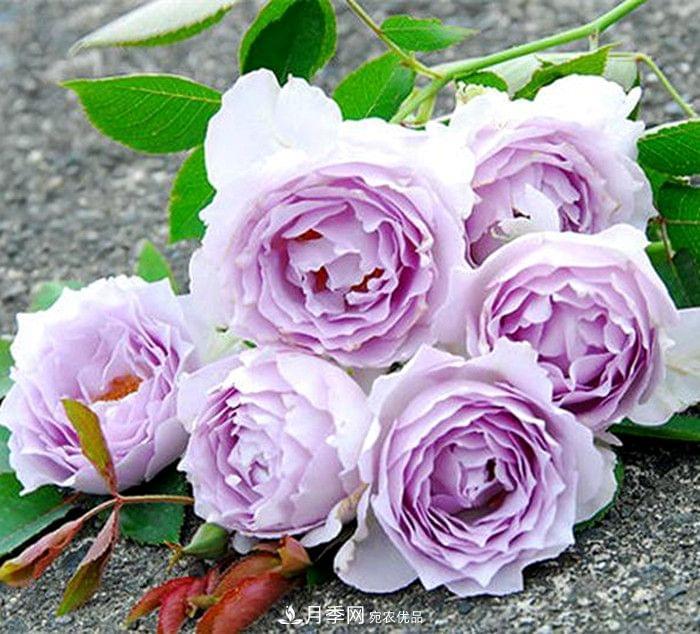 月季品种这么多，就属这7种香味最好闻(图7)