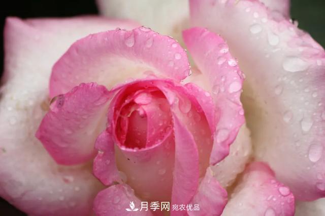 月季养护知识：这样养出的月季花，花大色艳，枝繁叶茂(图1)