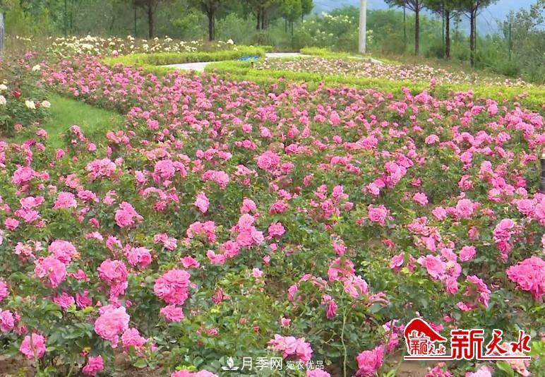 甘肃天水北山月季生态园，打开月季花海(图2)
