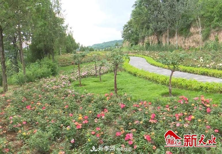 甘肃天水北山月季生态园，打开月季花海(图3)