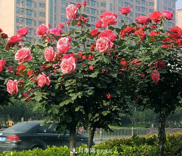 河南南阳南召：玉兰月季等优势乡土花木行情喜人(图4)