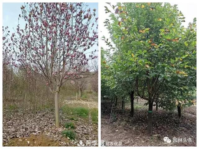 河南南阳南召：玉兰月季等优势乡土花木行情喜人(图3)