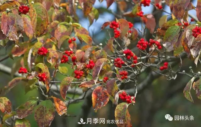 河南南阳南召：玉兰月季等优势乡土花木行情喜人(图2)