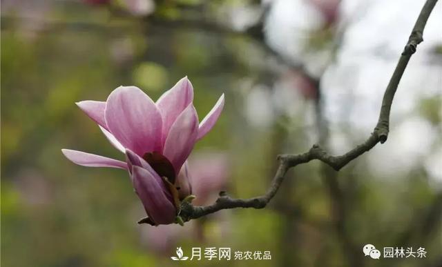 河南南阳南召：玉兰月季等优势乡土花木行情喜人(图1)