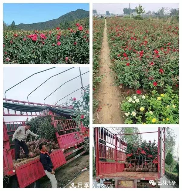 河南南阳南召：玉兰月季等优势乡土花木行情喜人(图5)