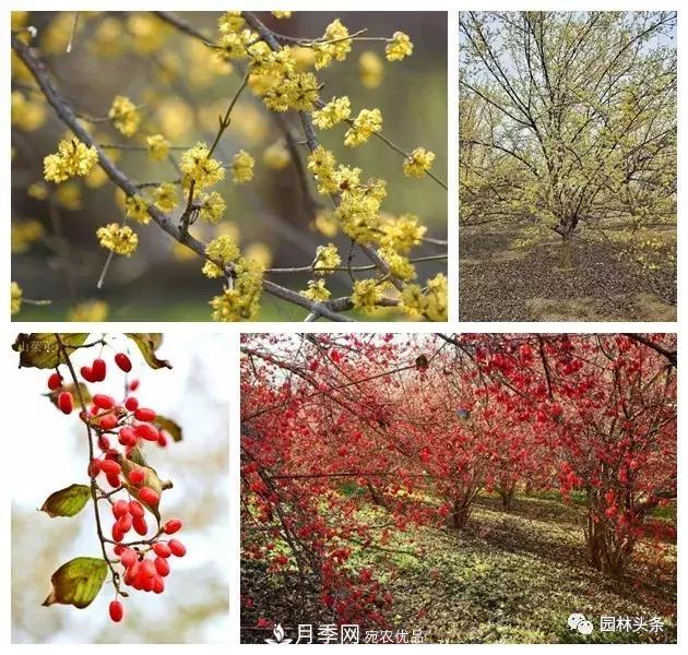 河南南阳南召：玉兰月季等优势乡土花木行情喜人(图7)