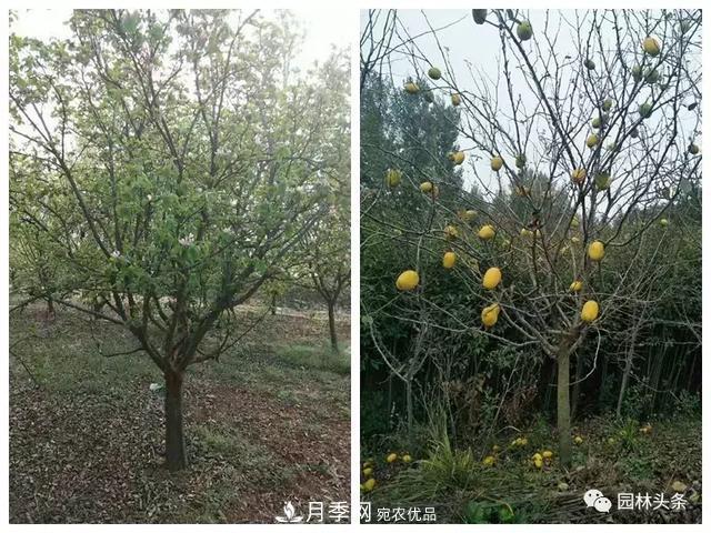 河南南阳南召：玉兰月季等优势乡土花木行情喜人(图6)