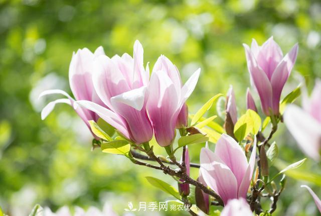 玉兰栽培技术,所需要的注意事项是什么,看完就知道(图1) 玉兰栽培技术,所需要的注意事项是什么,看完就知道(图1)