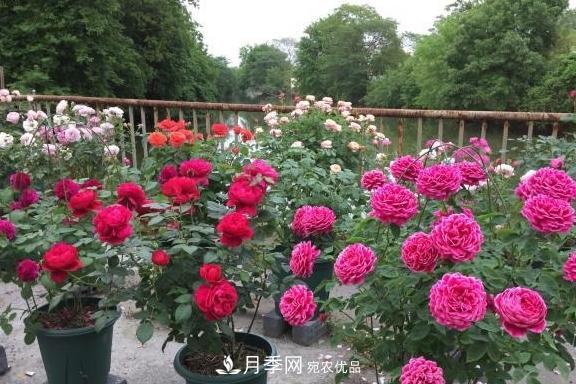 养月季，浇水很关键，学会这2个“窍门”，枝繁叶茂花满枝！(图3)