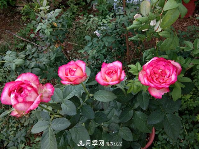 盆栽月季难养？掌握这3点，盆栽比地栽月季还好养！(图1)