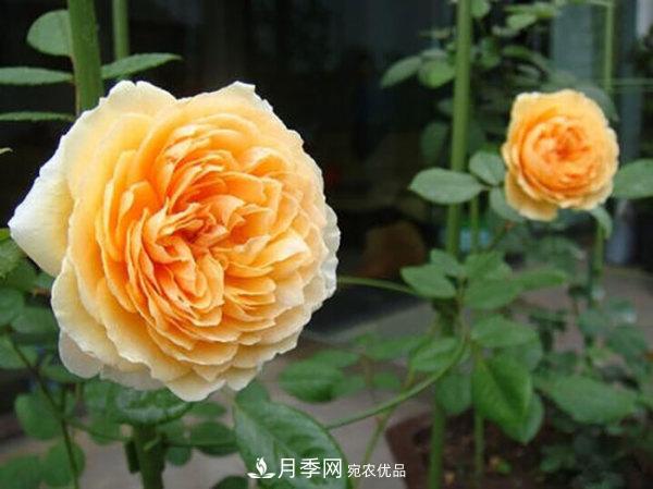 推荐4种优秀藤本月季，开花多一开就停不下来(图3)