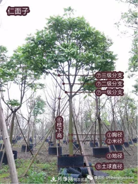 苗木必备基本常识手册(图2)