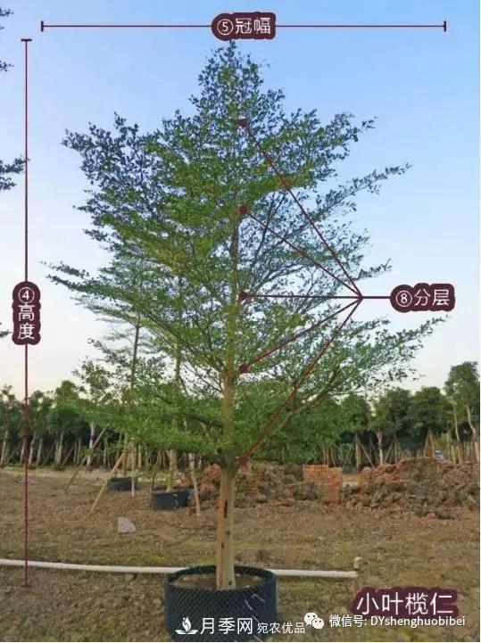 苗木必备基本常识手册(图3)