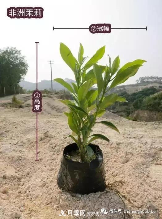 苗木必备基本常识手册(图10)