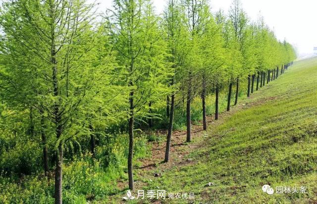 这些苗木价格最贵，市场潜力大，未来可以继续发展！(图7)