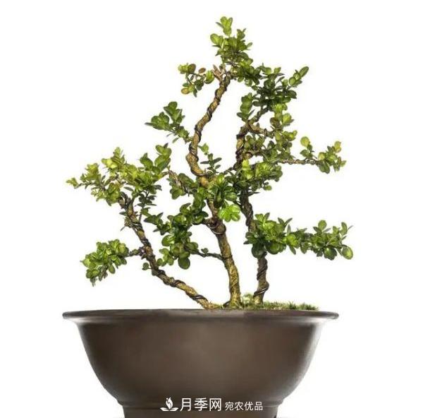 街头的4种绿化树,剪根枝条扦插,成漂亮盆景,不花钱(图4) 街头的4种绿化树,剪根枝条扦插,成漂亮盆景,不花钱(图4)