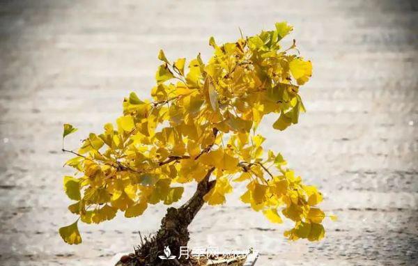 街头的4种绿化树,剪根枝条扦插,成漂亮盆景,不花钱(图3) 街头的4种绿化树,剪根枝条扦插,成漂亮盆景,不花钱(图3)