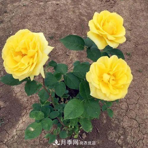 月季小苗想要长壮，学会这几招，快速成大苗！(图1)