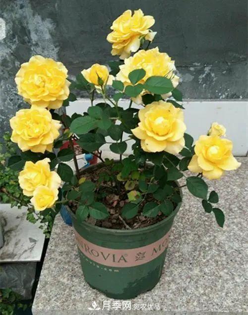 月季小苗想要长壮，学会这几招，快速成大苗！(图5)