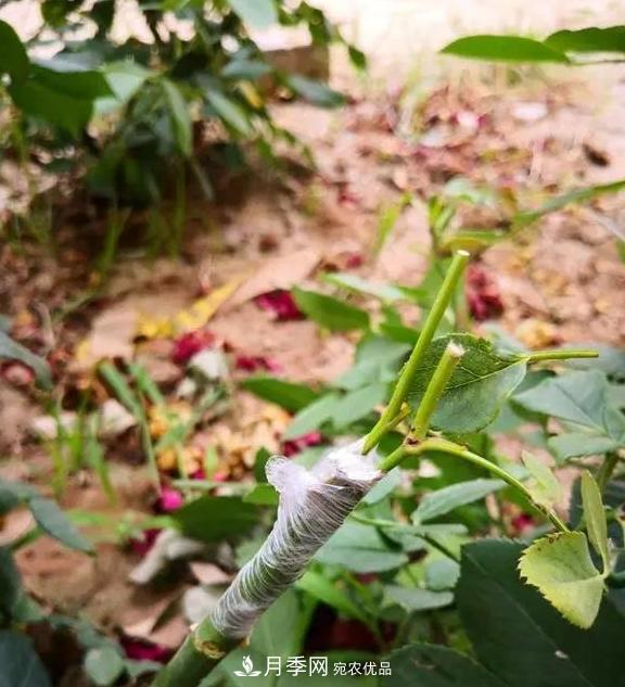 青岛路边用月季美化，开的月季花比拳头大，原来是月季嫁接的蔷薇(图3)