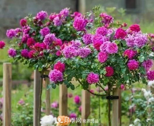 青岛路边用月季美化，开的月季花比拳头大，原来是月季嫁接的蔷薇(图2)