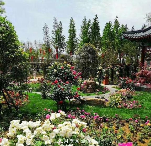 南阳世界月季大观园：只爱园中月季美，不羡他乡百花艳(图2)