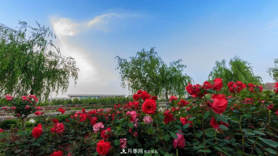 对于河南五朵金花的南阳月季，你知道多少？(图2)