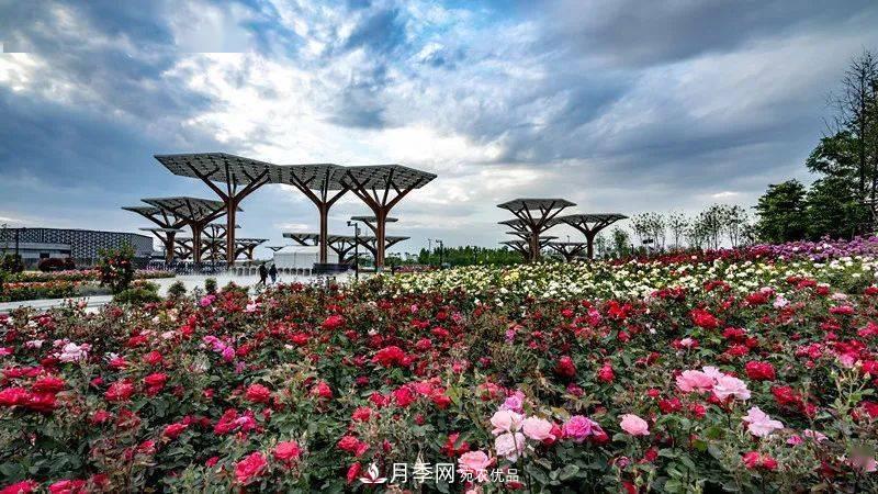 对于河南五朵金花的南阳月季，你知道多少？(图1)