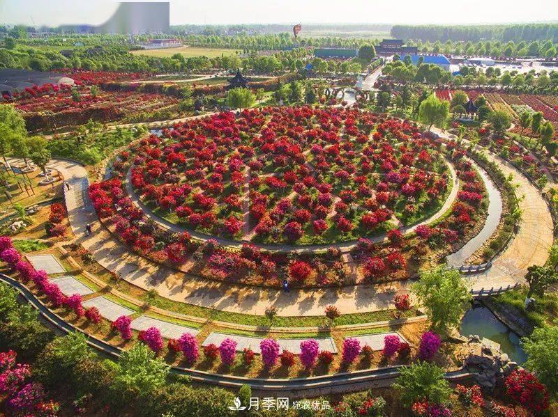 对于河南五朵金花的南阳月季，你知道多少？(图3)