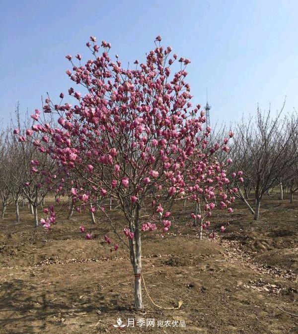 紫玉兰树能长多高?五年树龄可长到3米(图1) 紫玉兰树能长多高?五年树龄可长到3米(图1)