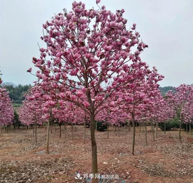 紫玉兰树能长多高?五年树龄可长到3米(图2) 紫玉兰树能长多高?五年树龄可长到3米(图2)