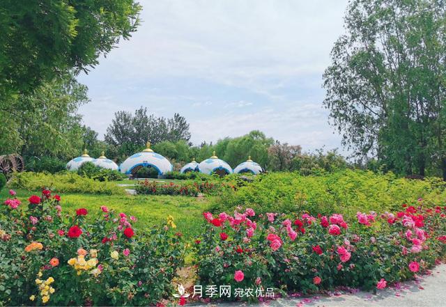 北京丰台看亭台楼阁赏各色月季(图2)