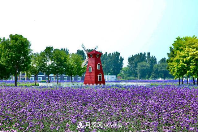 北京丰台看亭台楼阁赏各色月季(图4)