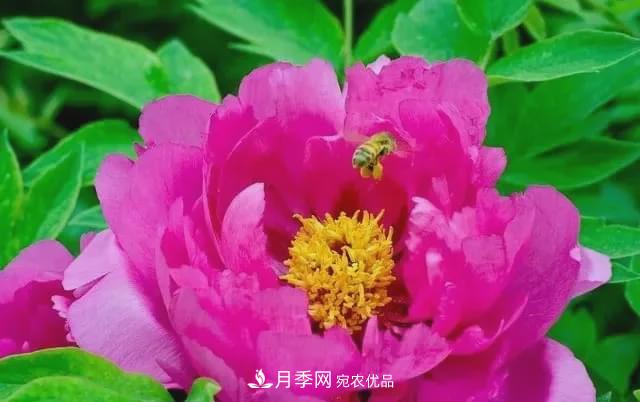 假花开始横行，擦亮眼睛，秋天这3种最容易造假(图2)