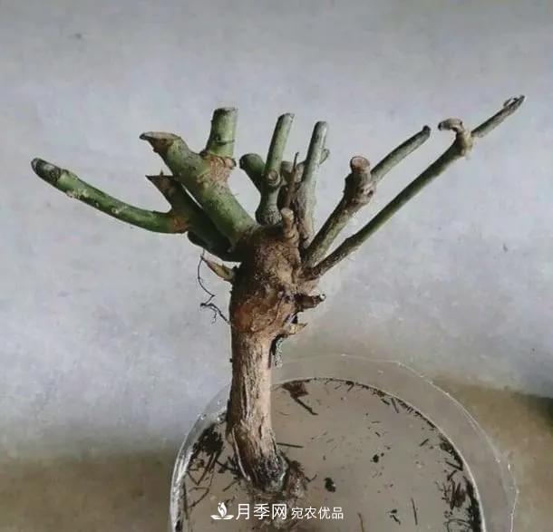 假花开始横行，擦亮眼睛，秋天这3种最容易造假(图6)