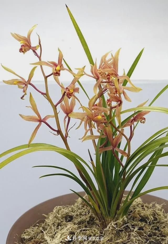 假花开始横行，擦亮眼睛，秋天这3种最容易造假(图8)