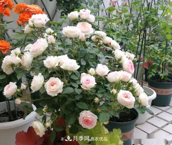 10个养月季行话,读懂才能养好月季(图1) 10个养月季行话,读懂才能养好月季(图1)