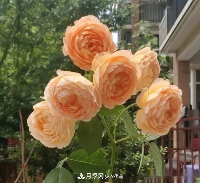 10个养月季行话,读懂才能养好月季(图8) 10个养月季行话,读懂才能养好月季(图8)