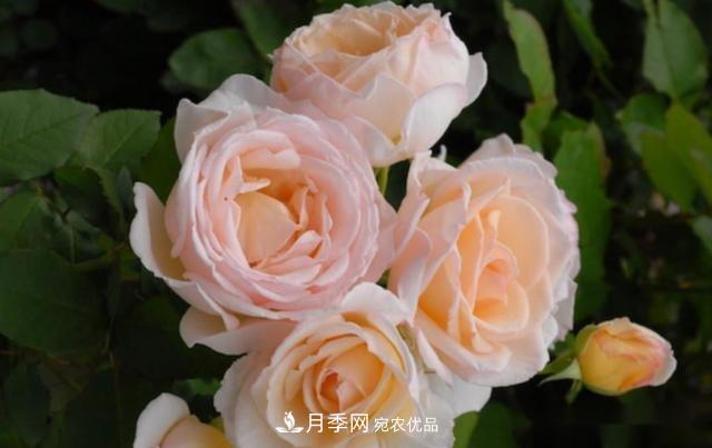 10个养月季行话,读懂才能养好月季(图10) 10个养月季行话,读懂才能养好月季(图10)