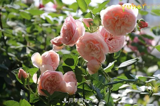 月季品种推荐,性价比超高,收藏起来**有用(图7) 月季品种推荐,性价比超高,收藏起来**有用(图7)