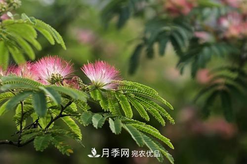 园林绿化常用观花乔木，花开五彩、绚丽夺目，每种都很有特色(图3)