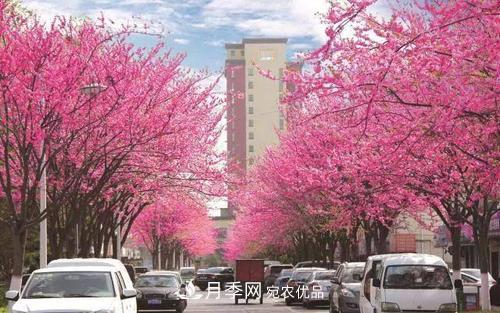 园林绿化常用观花乔木，花开五彩、绚丽夺目，每种都很有特色(图8)