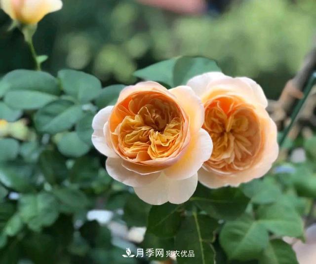 月季花顺利凋谢,我修剪的月季株形怎么样?(图3) 月季花顺利凋谢,我修剪的月季株形怎么样?(图3)