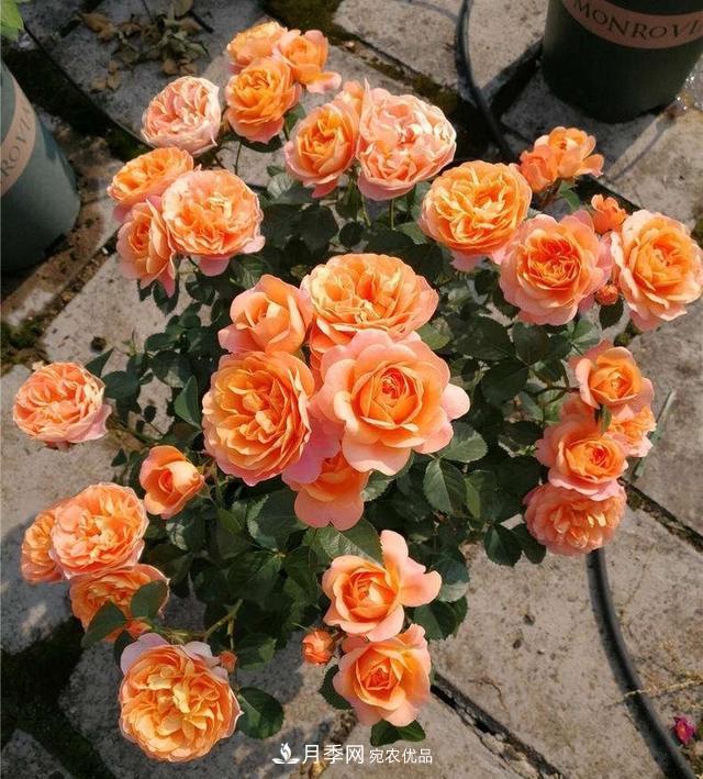 养月季就养一盆它，优秀又勤花，好养不打药，天天能看花(图1)