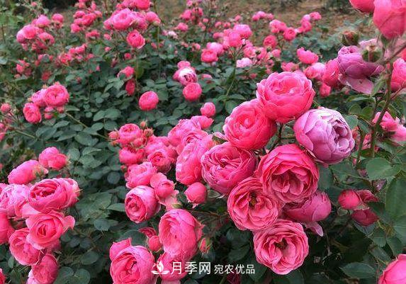 3种花，分别是花中之王、花中之相、花中皇后，哪种才最美的花(图4)