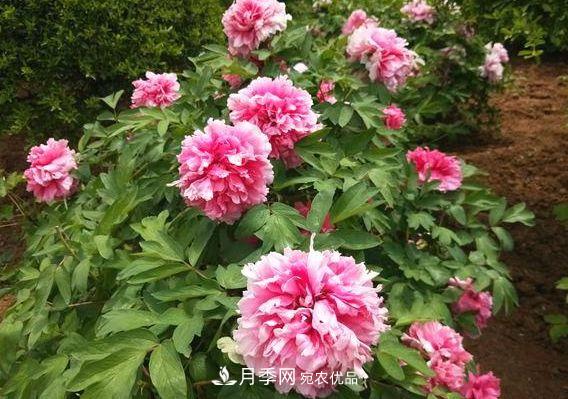 3种花，分别是花中之王、花中之相、花中皇后，哪种才最美的花(图1)
